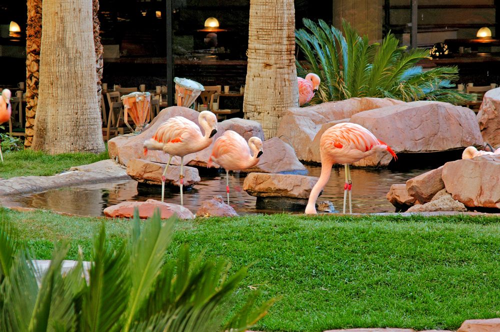 flamingo_las_vegas_wildlife_habitat