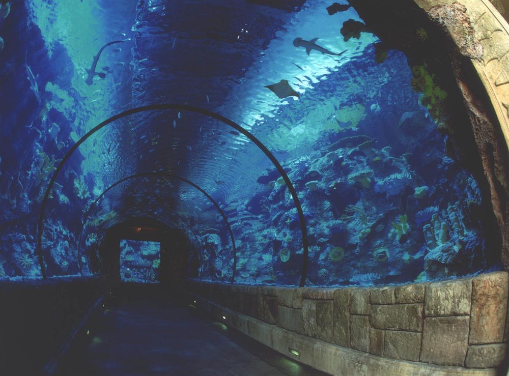 mandalay_bay_las_vegas_aquarium
