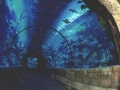 mandalay_bay_las_vegas_aquarium
