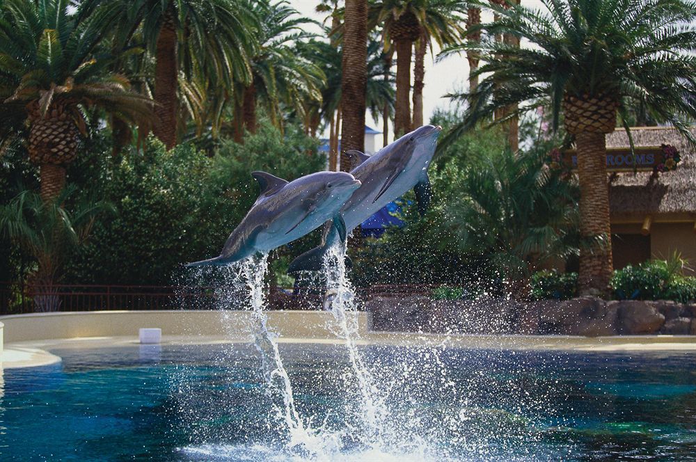 mirage_las_vegas_dolphins