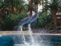 mirage_las_vegas_dolphins